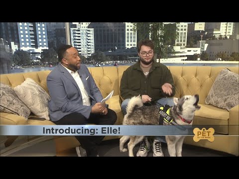 Pet of the Week: Meet Elle!