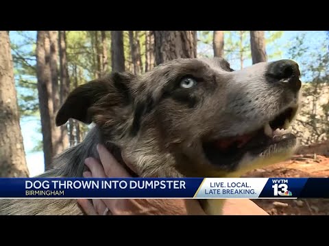 "Patches," the pup thrown out like trash, recovering in Birmingham