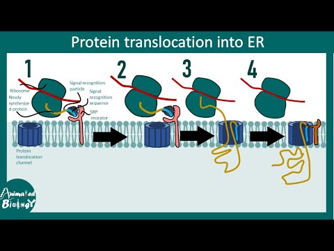 Protein translocation to ER | Cotranslational translocation to ER