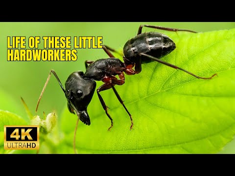 Interesting Facts About The Hardworking Ant 🐜 I Life Of Ant In Ant Colony In HDR (4K)