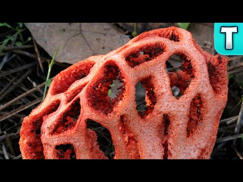 Top 10 Edible Mushrooms You've Never Heard Of