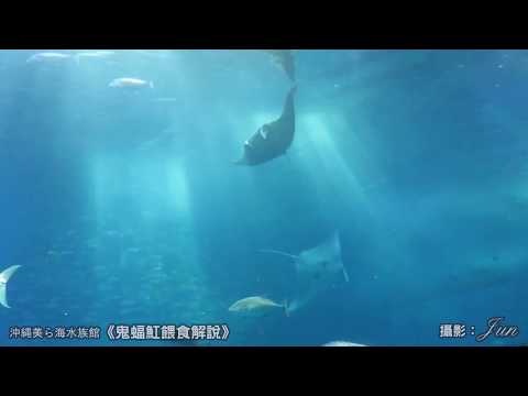 沖繩美麗海水族館《鬼蝠魟餵食解說》/沖縄美ら海水族館《マンタの給餌解説》