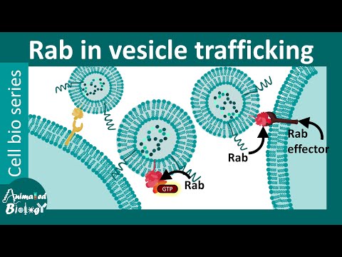 Rab proteins in vesiclular trafficking | Rab GTP and membrane trafficking | Cell bio lecture