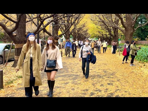 【4K】Tokyo walking under golden leaves / Autumn vibes with beautiful views イチョウ並木をお散歩