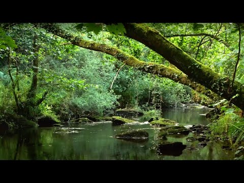 RELAXING SOUNDS OF BABBLING STREAM AND GENTLE BIRDSONG FOR STRESS RELIEF, SLEEP, ASMR