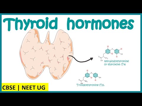 Thyroid Gland and Thyroid hormones | Thyroid related disorders | Endocrine System | AIIMS | NEET UG