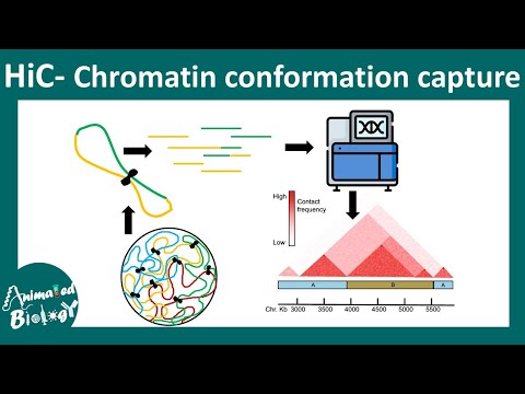 Hi-C | chromosome conformation capture | 3D chromatin architecture