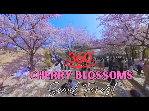 (360° View) Last Look at Seoul's Cherry Blossoms at Seoul Forest 서울 숲