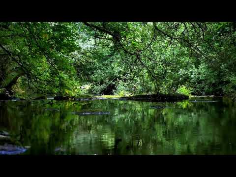 7 HOURS OF FOREST BIRDS SINGING AND MURMURING STREAM, NATURE SOUNDS FOR SLEEP