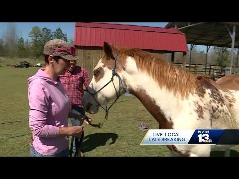 Chilton Co. man arrested for drive-by shooting of 2 horses