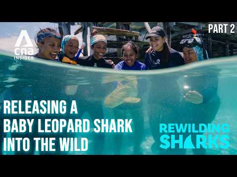 What It Takes To Protect Released Baby Leopard Shark Pups | Rewilding Sharks - Part 2 | Indonesia