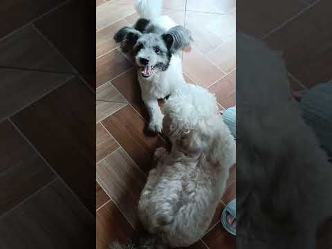 Walang katapusang laro ni Dandie at ni choco #yt #shortvideo #ytshorts #youtubeshorts