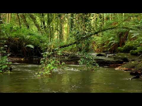 SOOTHING FOREST SOUNDS , SINGING BIRDS, RELAXING SOUNDS OF NATURE, CALMING SOUNDS OF THE STREAM