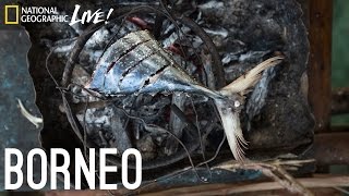 We Are What We Eat: Borneo | Nat Geo Live