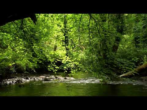 RELAXING NATURE SOUNDS, BIRDSONG AND BABBLING STREAM FOR STRESS RELIEF, SLEEP, MEDITATION