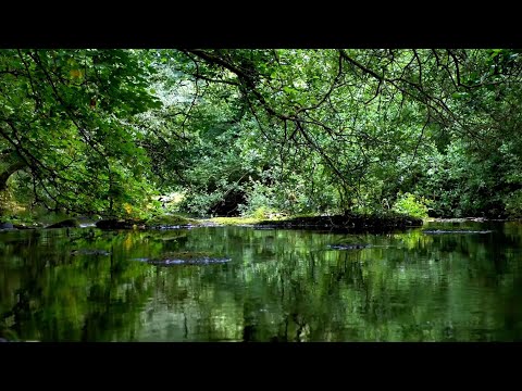 GENTLE RIVER SOUNDS WITH CHIRPING BIRDS, RELAXING SOUNDS OF NATURE, ASMR, STRESS RELIEF, SLEEP